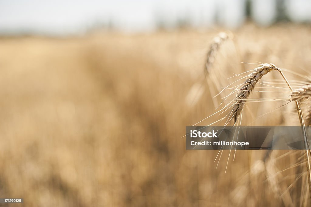 golden orge dans le champ - Photo de Agriculture libre de droits