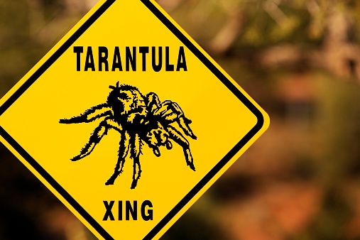 Tarantula spider on yellow road sign indicating possible crossings in this desert vicinity.  Tarantulas are large hairy arachnids belonging to the family Theraphosidae - some growing up to 12 inches across.  They are invertebrates that rely on exoskeletons for muscular support.  Tarantulas mainly eat insects and other arthropods, using ambush as their method of capture.  The largest tarantulas can kill lizards, mice, birds and small snakes.  Two venom glands protrude in front of the forward legs that vent through fangs. The hollow fangs inject venom into prey, or as a defense mechanism.  In defense, the animal will raise up on back legs as a counter-threat.  Generally, a tarantula bite does not pose a serious threat to humans, however painful it may be - although occasionally infections will occur.  Some of the body hairs can be shed - also as a defense mechanism - the hairs are irritating to the recipient.  Other hairs on the legs aid in climbing.  The resident species suggested on the sign is Aphonopelma chalcodes, commonly known as the western desert tarantula, Arizona blonde tarantula, or Mexican blonde tarantula.  Sedona, Arizona, 2012.