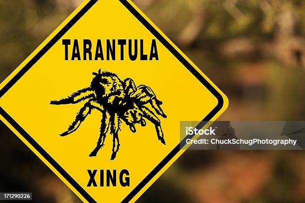 Tarantula Spider Arachnid Aphonopelma Chalcodes Stock Photo - Download Image Now - Crossing Sign, Tarantula, Abdomen
