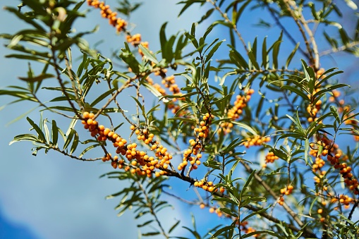 Fruits of sea buckthorn berries. Edible fruits in the forest on a branch. Natural gifts.