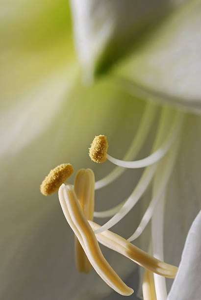 istock reproductive organ of a flower 171290653