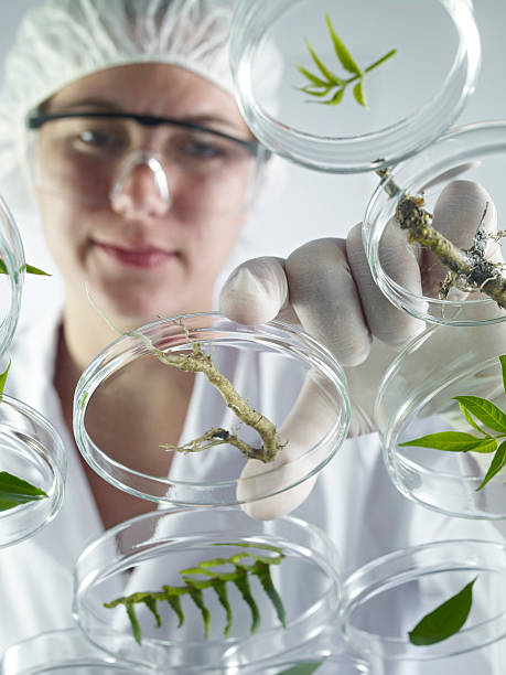 istock Scientist Examining Petri Dishes 171290656