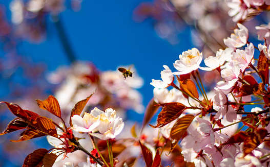 Sakura with a bee