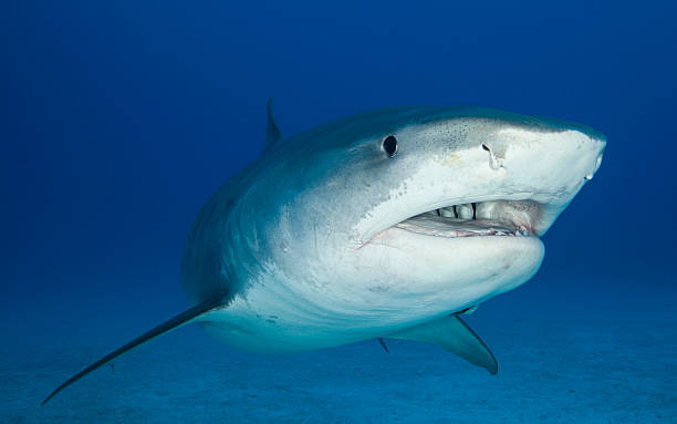 Close up underwater image of a tiger shark stock photo
