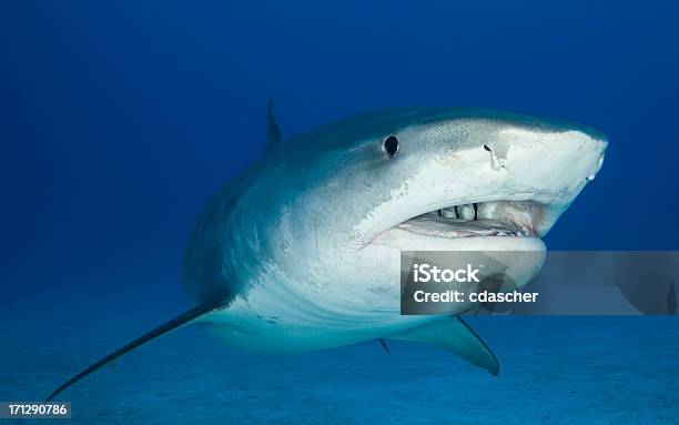 Close Up Underwater Image Of A Tiger Shark Stock Photo - Download Image Now - Tiger Shark, Endangered Species, Animal Teeth