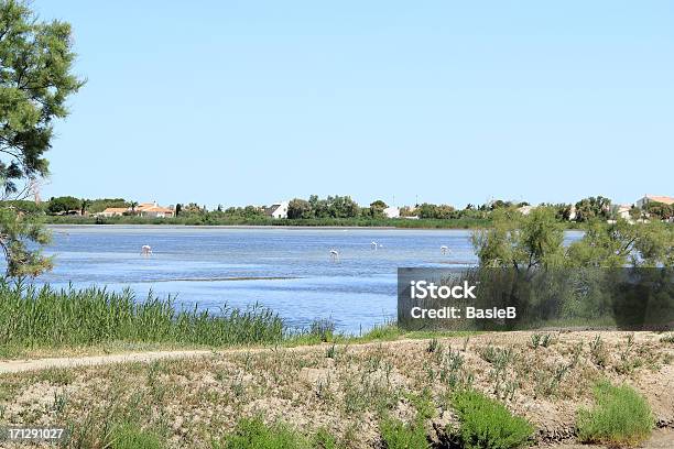 Camargue National Park Frankreich Stockfoto und mehr Bilder von Saintes-Maries-de-la-mer - Saintes-Maries-de-la-mer, Camargue, Flamingo