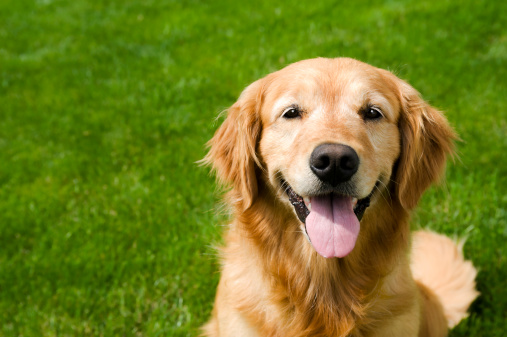 Portrait golden retriever puppy dog showing teeth and tongue looking away. Isolated on blue background