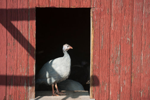 A young Guinea Fowl stands in the doorway of an old barn deciding whether to stay inside or go out.Click on the banner below for more photos of farm animals: