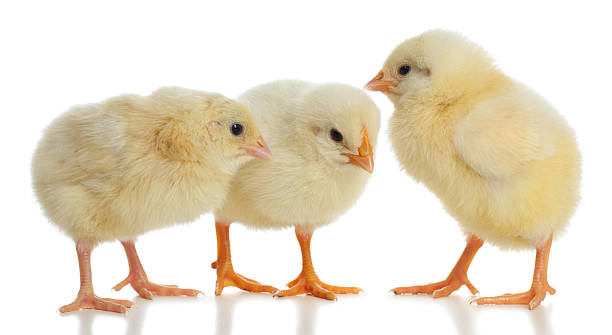 Three new born baby chicks standing close