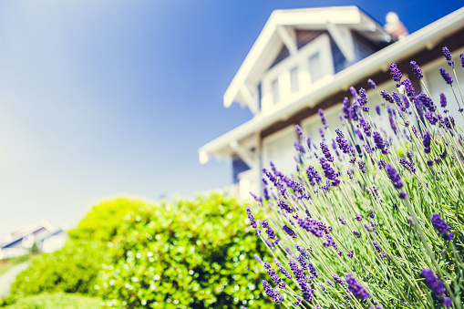 A low wide angle view of a cluster of purple lavender flowers in front of a matching two story blue house and sky on a bright summer day.  Horizontal with copy space; focus on foreground.