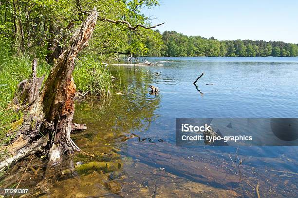Summer Day On The Lake Stock Photo - Download Image Now - Alder Tree, Lake, Backgrounds