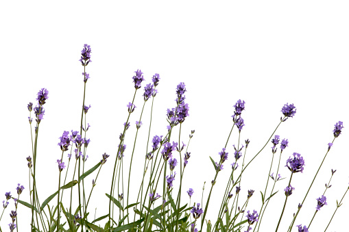 Young plants of lavender on white background.