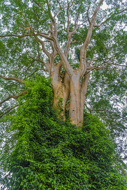 Impoding Tree 30+ St Vincent Botanical Gardens Stock Photos, Pictures & Royalty-Free ...