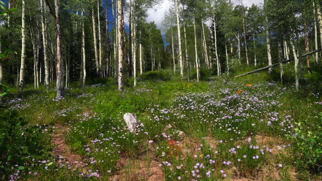 Cinematic peaceful breeze colorful Colorado summer purple wildflower Aspen tree forest Kebler Pass Crested Butte Gunnison stunning Rocky Mountains landscape valley blue sky clouds slow motion pan left