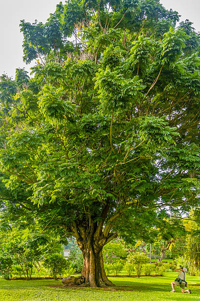 istock Botanical Gardens of Kingstown, St Vincent 171291500