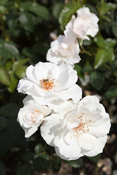 istock white roses blooming in the back yard 171291833