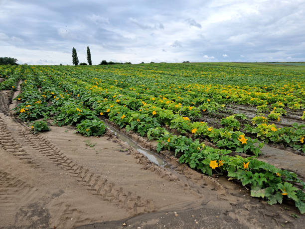 Pumpkins and zucchini are grown in the field in rows like potatoes. irrigation is carried out by sprinklers. yellow flowering vegetable stand Pumpkins and zucchini are grown in the field in rows like potatoes. irrigation is carried out by sprinklers. yellow flowering vegetable stand, logging, cucurbit, cucurbita, marrow, pepo yellow melons field stock pictures, royalty-free photos & images