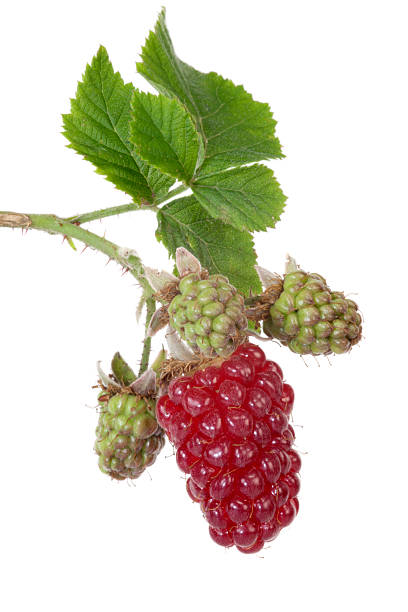 istock Blackberry - Tayberry 171291848