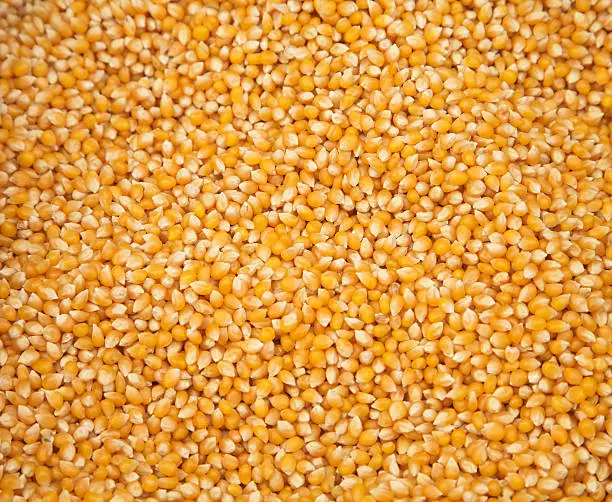 Background of golden corn texture.