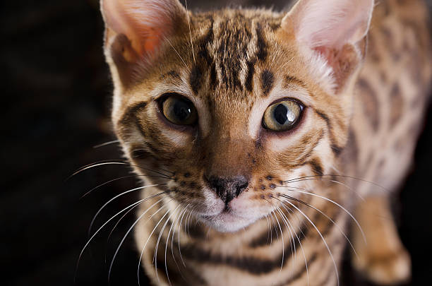 Horizontal studio shot on black fur of standing Bengal kitten (3 months old) looking at camera.
