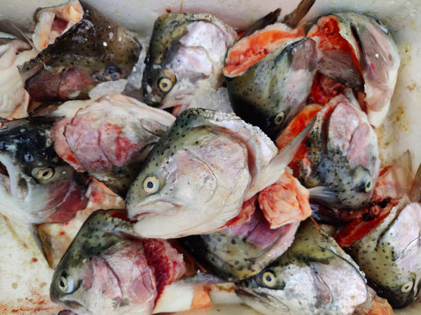istock Cut salmon heads on market stall, selective focus 1712921333