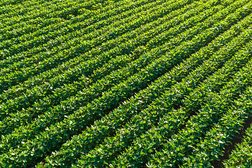 Soybean (Glycine max) crop field in sunset, high angle view from drone pov