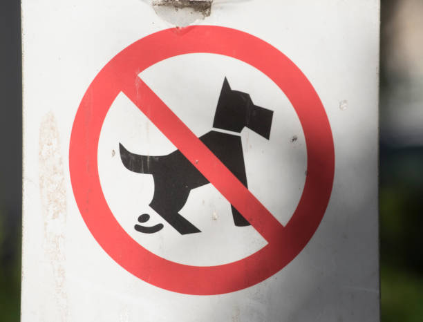 istock a symbol of a dog 1712921980