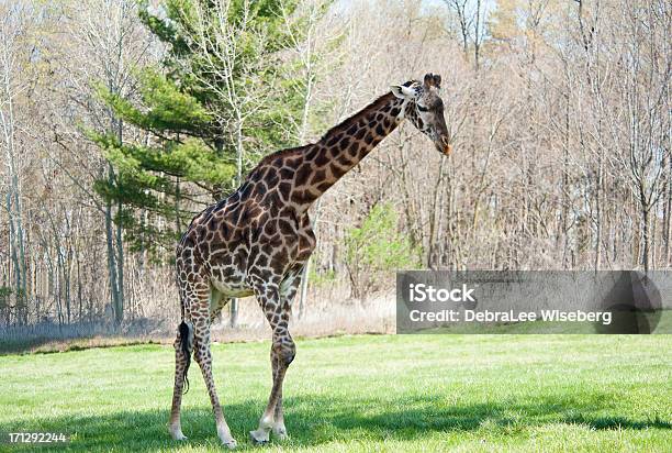 Giraffe At The Zoo Stock Photo - Download Image Now - Toronto Zoo, Animal, Animal Wildlife