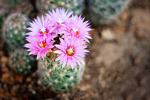 Cactus Flowers Cactus flowers. Selective focus. cactus plant needle pattern stock pictures, royalty-free photos & images