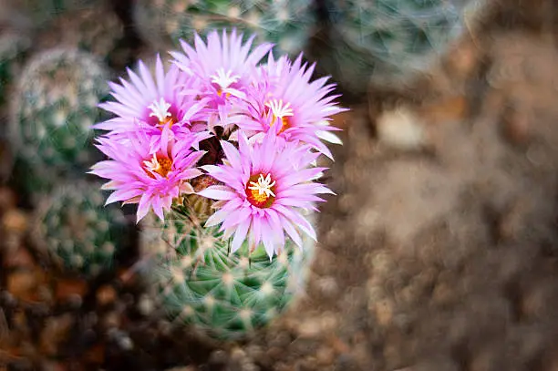 Photo of Cactus Flowers