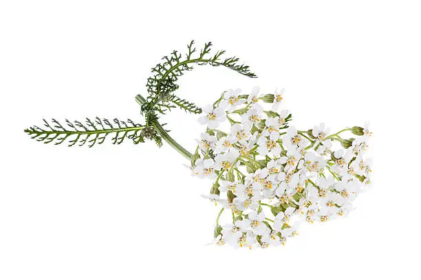 blooming yarrow (achillea) isolated on white