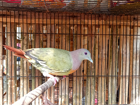 The great punai is a species of bird that has a beak, is warm-blooded, and reproduces by laying eggs