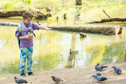 boy, child, teenager feeds the birds in the park in the river on a sunny day