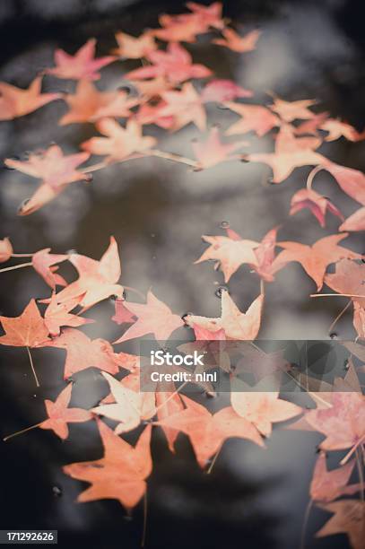 Autumn Leaves In Water Stock Photo - Download Image Now - Abstract, Autumn, Backgrounds