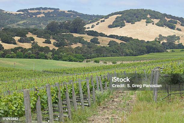 Vigneto Della Napa Valley - Fotografie stock e altre immagini di Agricoltura - Agricoltura, Ambientazione esterna, Azienda vinicola