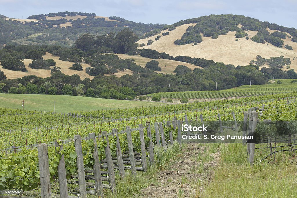 Napa Valley Vineyard "Vineyard landscape (Napa, Valley, California)." Agricultural Field Stock Photo