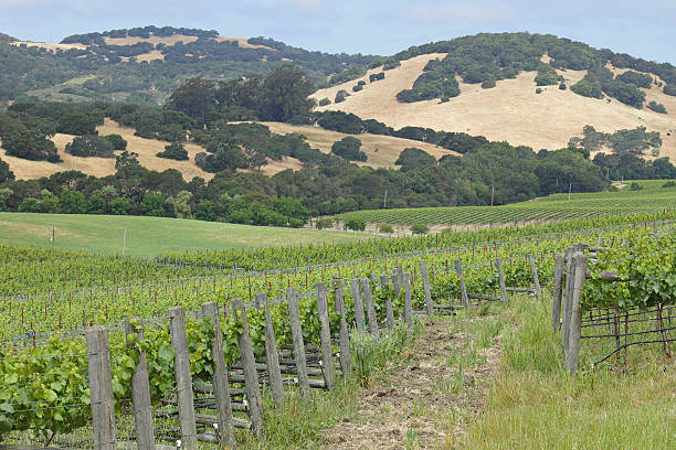 виноградник в долине напа - vineyard california carneros valley hill стоковые фото и изображения