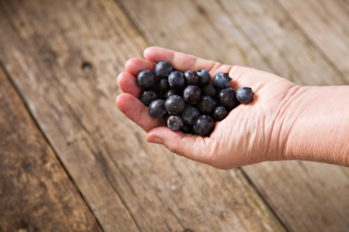 Hand holding blue blueberries in summer