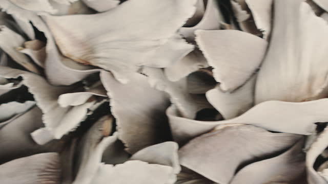 Dried Shark Fins