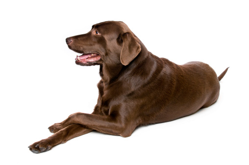 Sitting Chocolate labrador wearing a dog collar, isolated on white