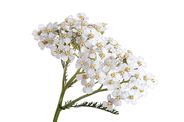 blooming millefeuille (achillea) isolé sur blanc - yarrow photos et images de collection