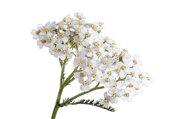 blooming yarrow (achillea) isolated on white