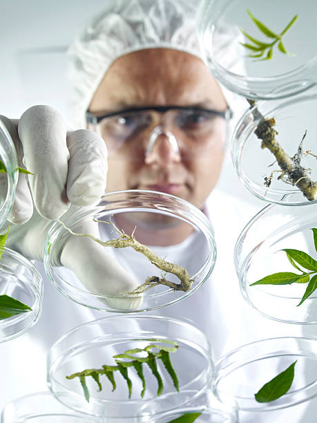 istock Scientist Examining Petri Dishes 171292886
