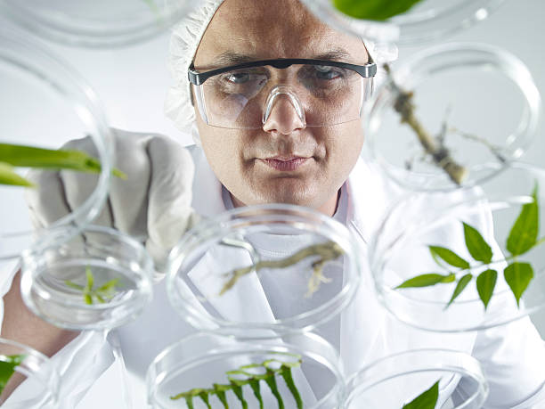 istock Scientist Examining Petri Dishes 171292975
