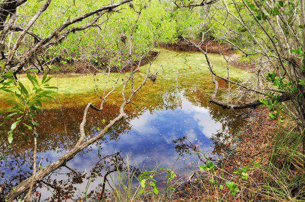 istock Clouds Reflecting on the Sanibel Island River in Florida 171293064