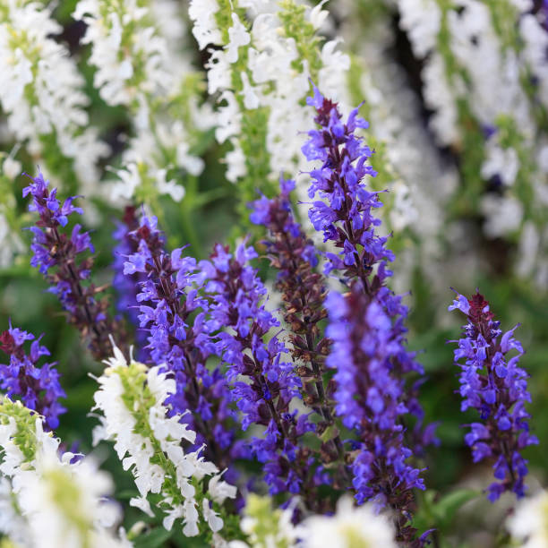 Close-up of blooming purple/blue salvia flowers surrounded by white salvia flowers, shallow DOF.