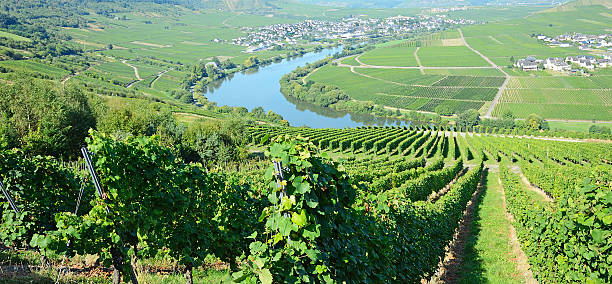 Mosel River and Valley with village in vineyard stock photo
