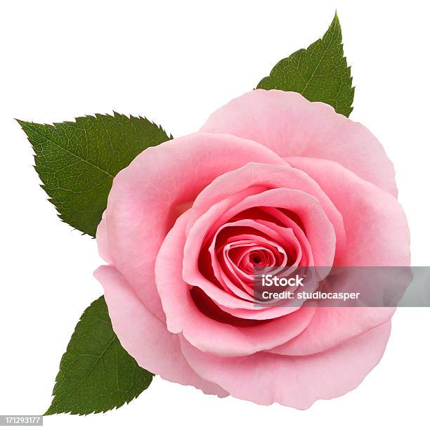 Photo libre de droit de Rose Rosé Tracé De Détourage banque d'images et plus d'images libres de droit de Rose - Fleur - Rose - Fleur, Rose, Feuille