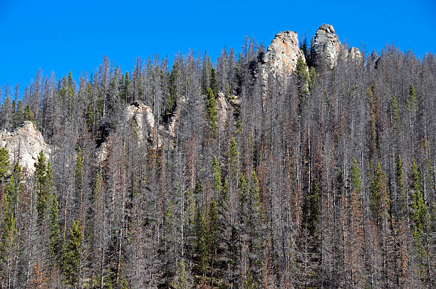 istock Trees dying from pine beetle infestation in Colorado 171293295