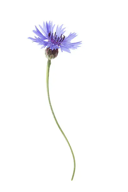 Blue Cornflower Flower isolated on white background with shallow depth of field.